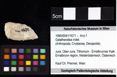 Foto (Objket + Etiketten) von Cracensigillatus acutirostrus (Moericke, 1889) 